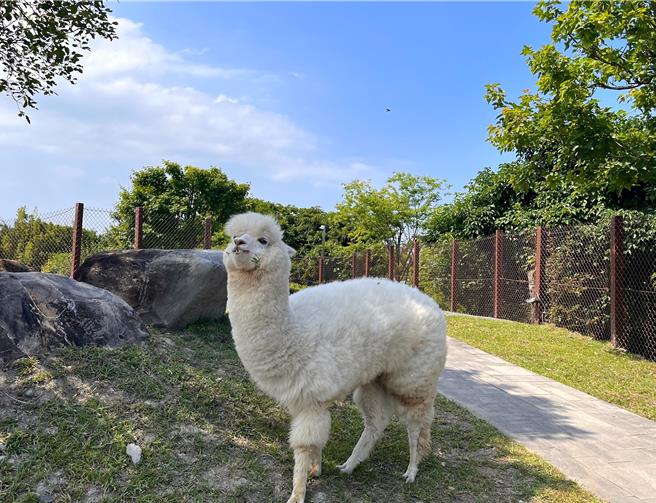 綠舞國際觀光飯店園區眾多萌寵羊駝、水豚、梅花鹿、柯爾鴨及狐獴的熱情待客，親自體驗餵食的樂趣。（綠舞國際觀光飯店提供／吳娮翎台北傳真） 