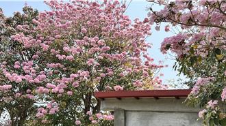 老牛的家27棵洋紅風鈴木盛開 成退役耕牛乘涼、泡澡聖地