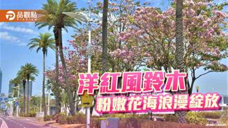 品觀點｜浪漫場景市區就有 高雄洋紅風鈴木粉嫩花海綻放