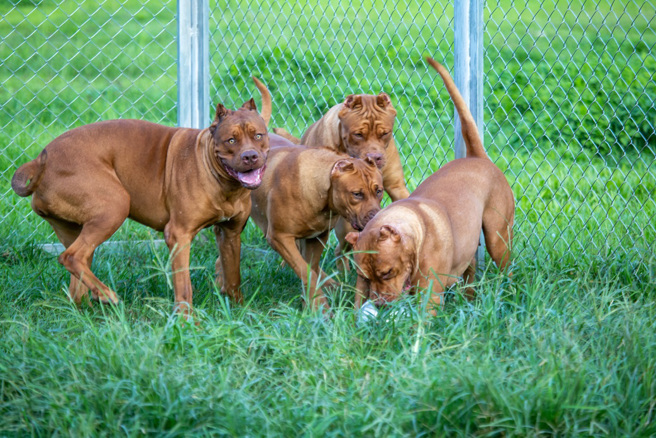 美国一名男子遭饲养的13只比特犬围攻撕咬，最终不幸因失血过多身亡。（示意图：Shutterstock／达志）
