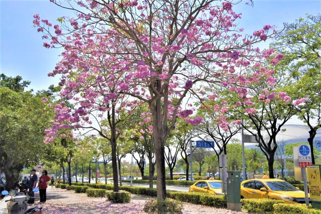 中正路的洋红风铃木风姿绰约足以媲美樱花。（图／高雄市工务局）