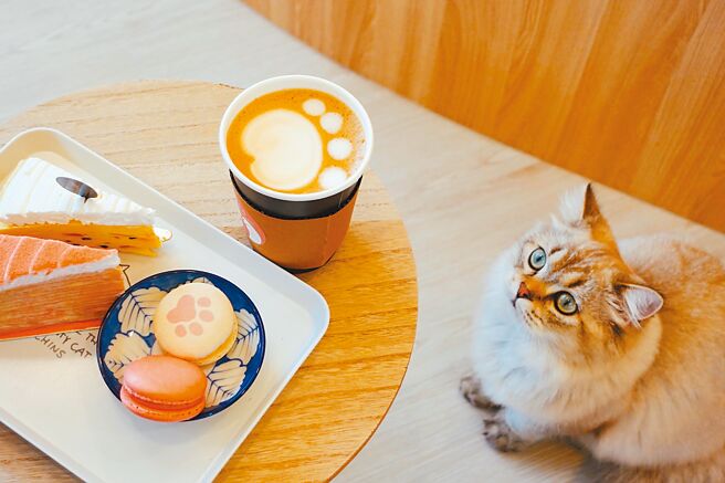 入住绿舞国际观光饭店旅客，可选择至超夯打卡点撸LALA Sweets体验疗癒下午茶，享受被可爱猫咪包围的幸福感。（绿舞国际观光饭店提供）