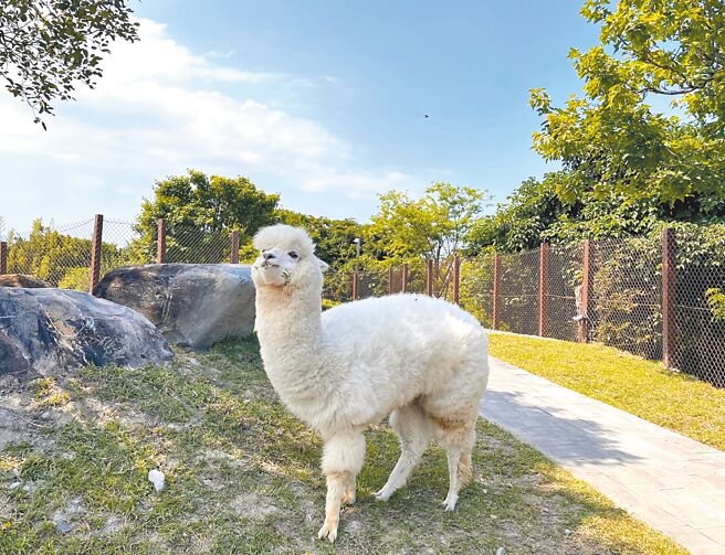 绿舞国际观光饭店园区许多羊驼、水豚、梅花鹿、柯尔鸭热情待客，让游客亲自体验喂食的乐趣。（绿舞国际观光饭店提供）