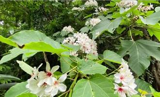 百花盛開全台瘋賞花！  醫師提醒：慎防花粉症