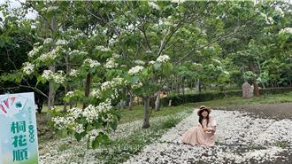 姜太公客家大院桐花盛開 「桐花王」、「桐花順」最搶鏡
