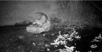 金門友善水獺生態服務給付啟動 獎金多元即起開放申請