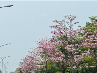 花況歷年最美！南市3公里洋紅風鈴木開好開滿