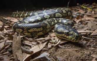 天花板掛蛇尾 驚見「超巨糞便」懸空中 衝擊畫面曝