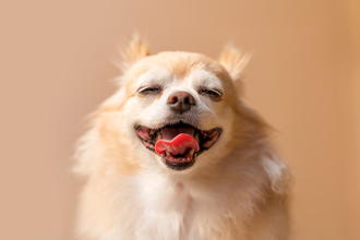 中華郵政毛小孩萌照徵件開跑 讓寵物成郵票主角！