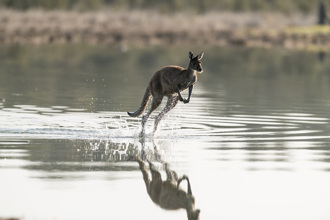 袋鼠也會「輕功水上漂」 組隊跳躍穿過湖泊 震撼畫面曝