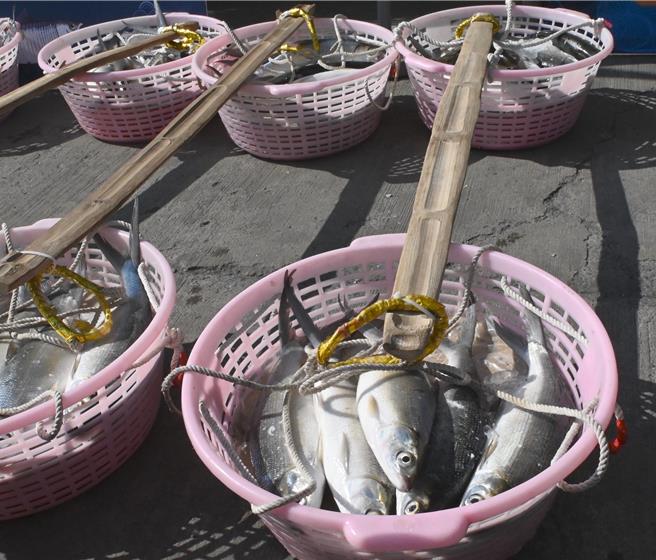 因应汛期的到来，2024年度「台湾产物高雄地区降水量参数养殖水产保险」已开保，图为虱目鱼。（本报资料照片）