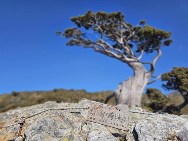 南横「向阳名树」玉山圆柏树龄近900多年，设有请勿跨越告示及围篱。（林业及自然保育署台东分署提供／蔡旻妤台东传真）