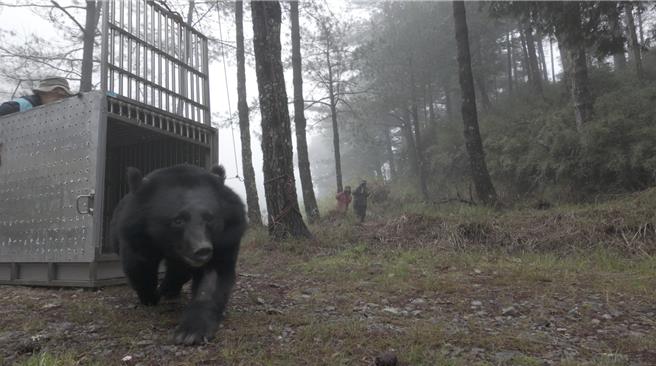 和平区松茂部落受伤黑熊已痊癒，今日进行野放。（林业保育署台中分署提供）