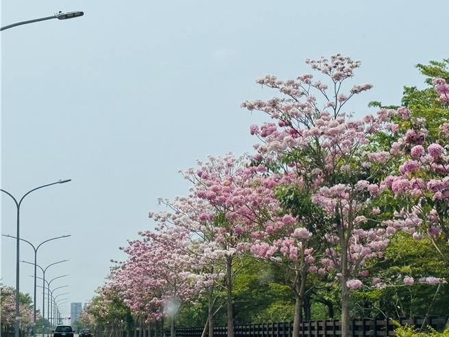 關廟五甲路、歸仁區歸仁十三路二段的兩側洋紅風鈴木正盛開，美不勝收。（曹婷婷攝）
