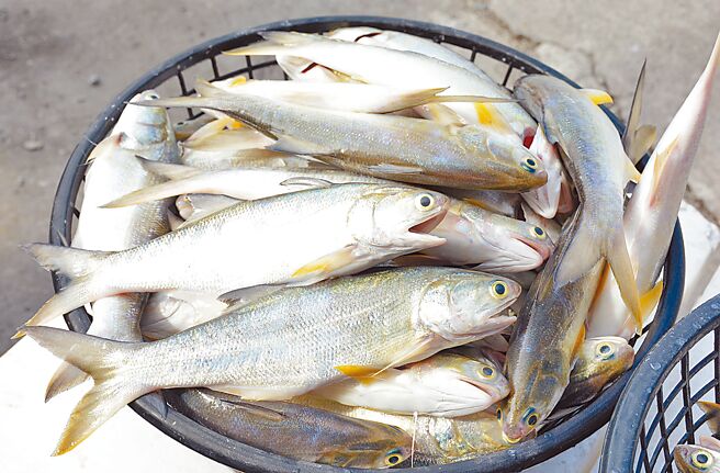 屏东午仔鱼又被验出禁药「孔雀绿」，引发在地养殖户热议。图非验出渔场鱼货。（林和生摄）