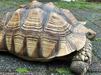 誰家的象龜走失？蘇卡達象龜誤闖竹北農民菜園