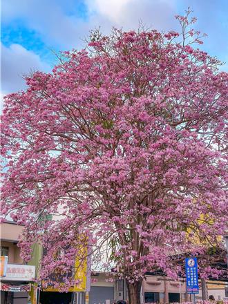 台南北區賢良公園洋紅風鈴木爆綻 粉紅浪漫氛圍迷人