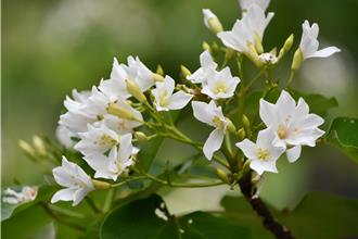 5大賞桐祕境好看又好玩 彰化桐花祭4大亮點玩翻4月雪