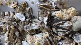 進口競爭、囤積太多 台南牡蠣疑養殖密度過高致大量死亡