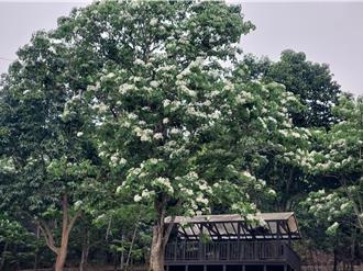 人間四月天荷苞山油桐花盛放如下雪 古坑桐花祭周末登場
