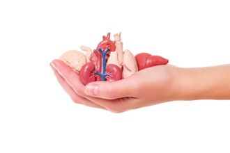 人体8大器官最怕什么？专家认证「保养食材清单」曝