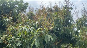 獨》高雄玉荷包落果剩不到3成 過半農友決定棄收