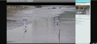 鳥迷有福了！許厝港溼地「AI鏡頭直播」 賞野鳥免出門