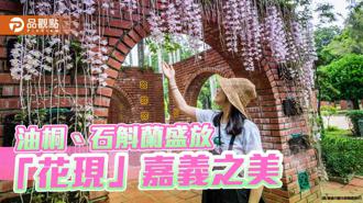 品觀點｜嘉義桐花祭幸福山丘登場 石斛蘭花瀑驚艷嘉義公園