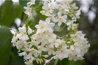 嘉市4月雪來了 圓林仔桐花季13日迎客