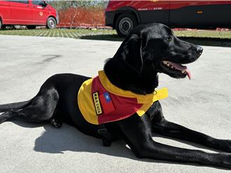 搜救犬「2大性格」不可少 在台東受訓還得攀登嘉明湖