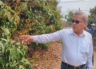 高雄玉荷包落果剩3成 市府助農友爭取現金救助減損失