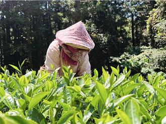 萌芽期忽冷忽熱 阿里山春茶「老、嫩芽並存」採收難度大增