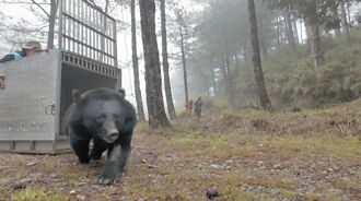 台中 松茂部落断掌黑熊痊癒 野放山林