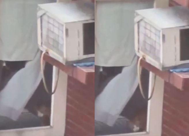 網友在直播畫面發現消防人員在救「橘子」時，一旁的窗邊有隻橘色的貓咪待救援，而這隻貓咪也被康父證實，是女兒的愛貓。（圖／翻攝畫面）