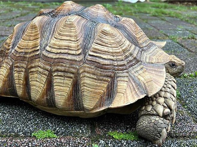 竹北市新社里农民菜园发现的保育类野生动物「苏卡达象龟」。（新竹县政府提供／罗浚滨新竹传真）