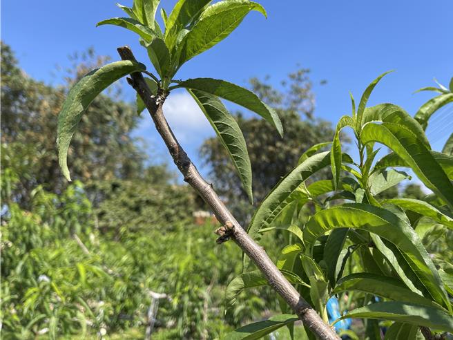 台中市新社區桃子嚴重受損，農業部確認損害率已達現金救助標準。（台中市政府提供／張妍溱台中傳真）