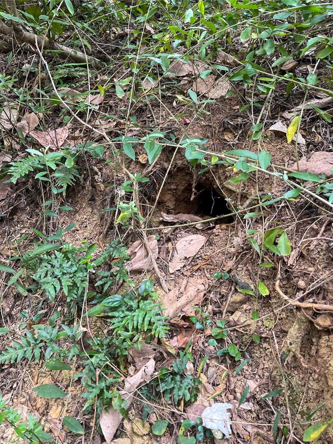 清华大学通识教育中心老师顏士清与自然保育社同学，进入后山林中调查，发现5个穿山甲所挖掘出来的洞穴，确认保育类动物「台湾穿山甲」已栖息在清大校园中。（清大提供／王惠慧新竹传真）