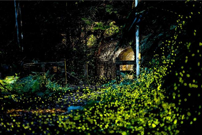 基隆鸟会10日表示，透过基隆市政府委托的生态调查，在基隆市发现了台湾的第四种水生萤火虫。（基隆鸟会提供／张志康基隆传真）