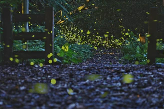 基隆鸟会10日表示，透过基隆市政府委托的生态调查，在基隆市发现了台湾的第四种水生萤火虫。（基隆鸟会提供／张志康基隆传真）