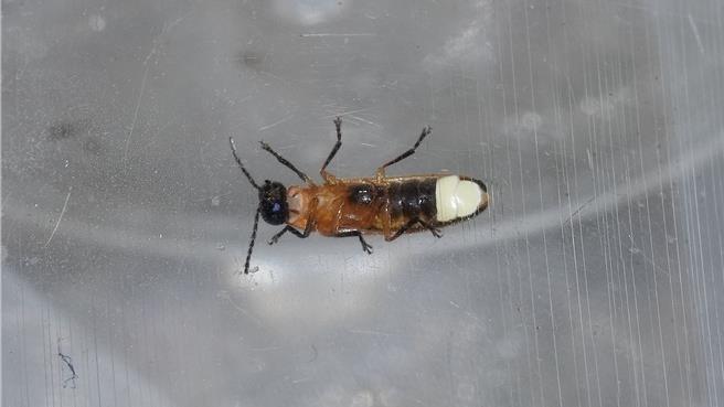 基隆鸟会10日表示，透过基隆市政府委托的生态调查，在基隆市发现了台湾的第四种水生萤火虫。（基隆鸟会提供／张志康基隆传真）