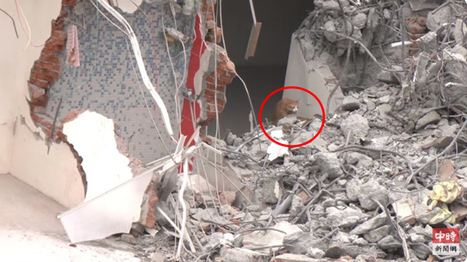 花莲天王星大楼严重倾斜，康姓女老师为了救爱猫而返回住处，却因此不幸罹难。（图 / 翻摄自「中时新闻网直播画面」）