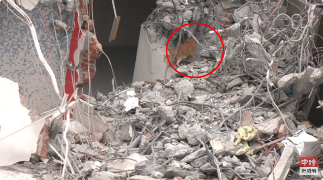 猫咪从废墟里走出。（图 / 翻摄自「中时新闻网直播画面」）