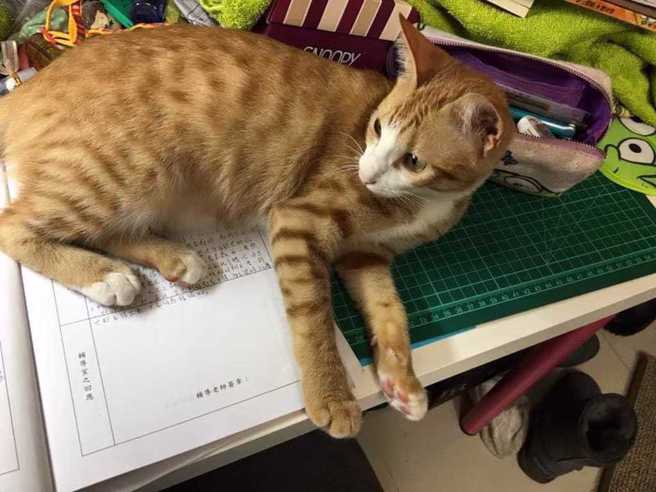 事发后，有亲友公布康老师的爱猫照片。（图／翻摄自花莲人脸书）