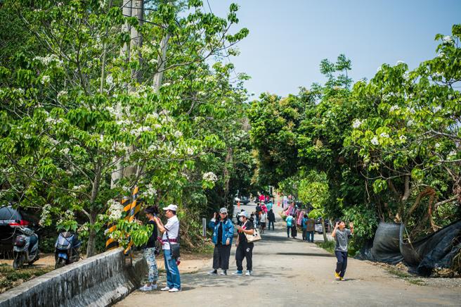 幸福山丘將迎來全台最早桐花季。（圖／嘉義市觀光新聞處）