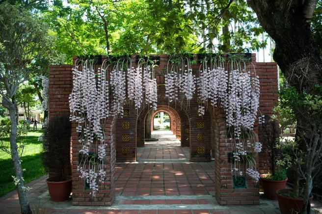 盛放的石斛蘭如粉紅花瀑自磚牆邊傾瀉而下。（圖／嘉義市觀光新聞處）