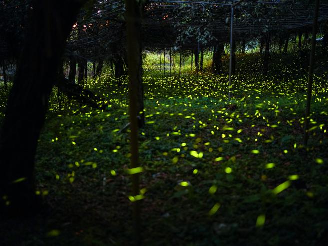 那瑪夏螢火蟲。（圖／高雄市觀光局）