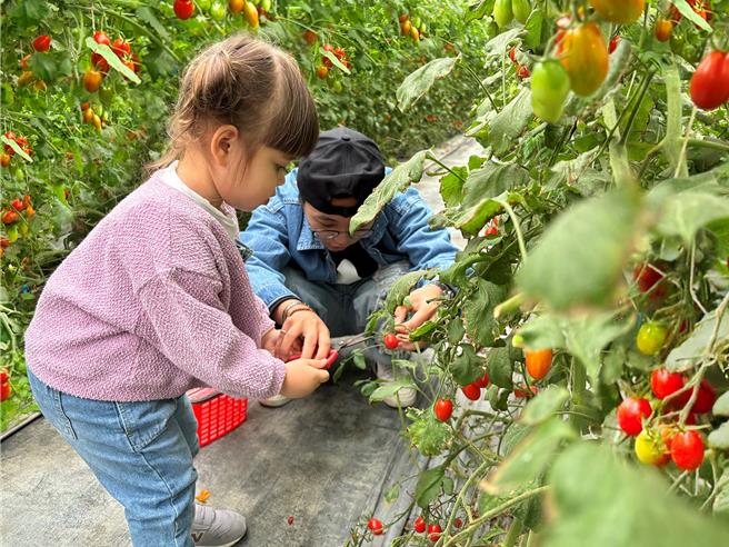 捷丝旅宜兰礁溪馆与大地共好，独家合作「藤结教育农场」，推出期间限定的「向土地致敬！採果趣」住房专案，主打住饭店免费採番茄。(捷丝旅宜兰礁溪馆提供)