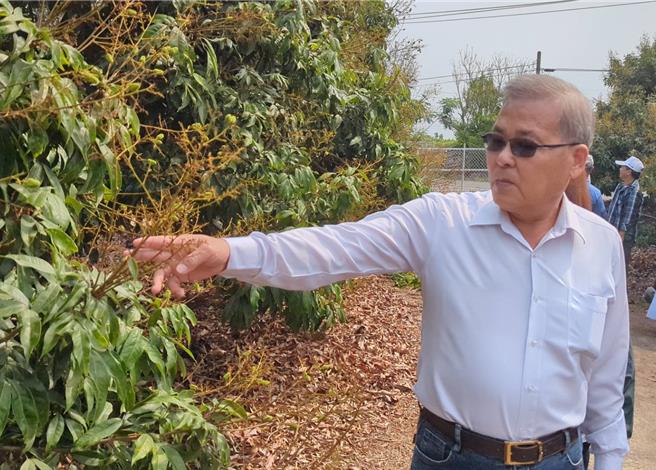 高雄市農業局長張清榮10日前往產地關心荔枝產業，與農友瞭解受災情形。（高雄市農業局提供／林雅惠傳真）