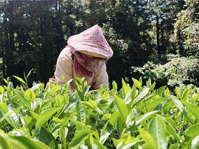嘉义县阿里山区春茶萌芽时，碰上极端天候，忽热忽冷情况一再重覆，让茶树如洗三温暖，各公所、农会都接到农民反映有减产状况，12日将实地勘灾。（林淑媛提供／吕妍庭嘉义传真）