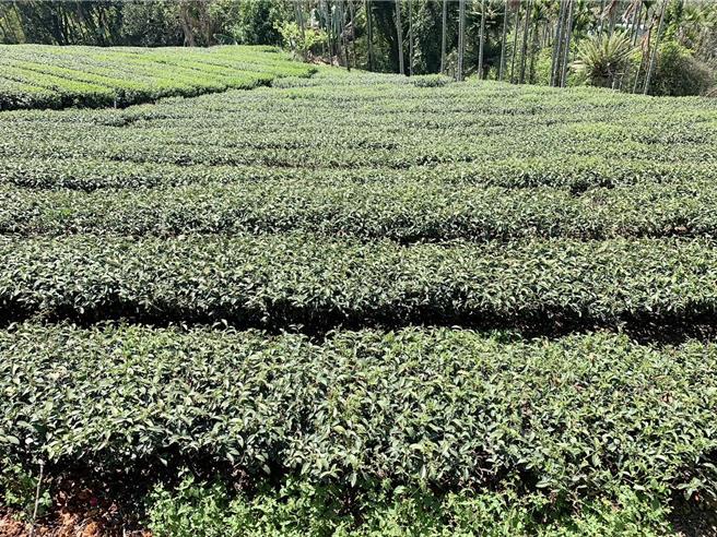 嘉义县春茶去年因旱灾减产，今年春茶萌芽时，又碰上极端天候，忽热忽冷情况一再重覆，让茶树如洗三温暖，导致金萱茶减产3至5成，採收中的乌龙也有相当程度的减产。（梅山乡公所提供／吕妍庭嘉义传真）